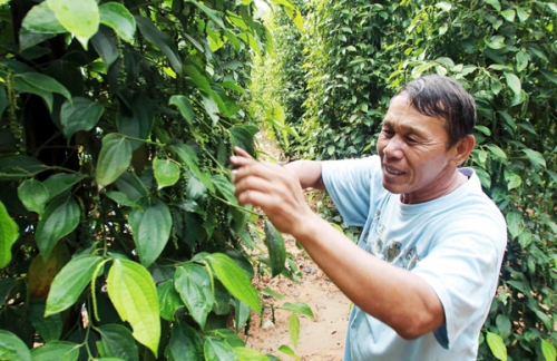 Kiên Giang kiên cường giảm nghèo