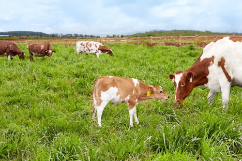 Vinamilk đạt chứng nhận trang trại bò sữa Organic đầu tiên tại Việt Nam