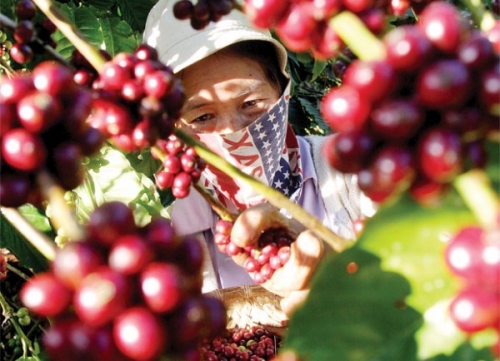 Đầu tư 170 tỷ đồng phát triển cà phê Việt Nam chất lượng cao