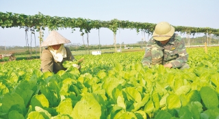 Kết nối tiêu thụ rau vụ Đông
