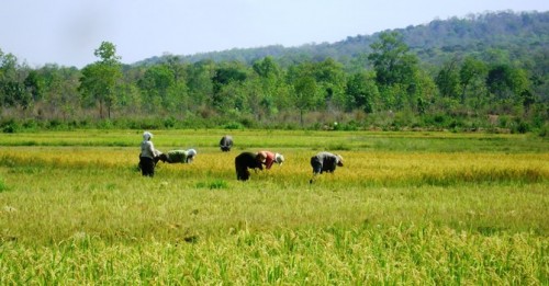 Quảng Ngãi chuyển đổi 452 ha đất trồng lúa sang đất phi nông nghiệp