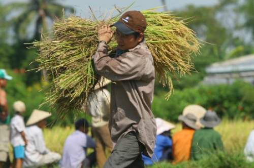 TP.HCM: Mỗi năm 3.413 hộ dân, doanh nghiệp vay vốn làm nông nghiệp