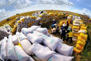 Điều kiện kinh doanh xuất khẩu gạo: Đã “cởi” nay lại muốn “trói”
