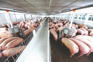Giá lợn hơi có tăng vào dịp Tết?