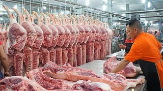 Hỗ trợ thiệt hại bởi dịch tả lợn châu Phi: Cho vay mới phục hồi sản xuất hơn 294 tỷ đồng
