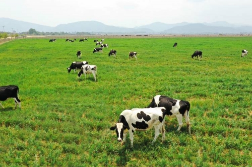 Vinamilk đầu tư 120 triệu USD xây dựng tổ hợp “resort” bò sữa organic tại Lào