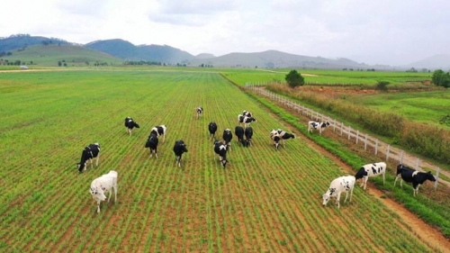 Vinamilk đầu tư 120 triệu USD xây dựng tổ hợp “resort” bò sữa organic tại Lào