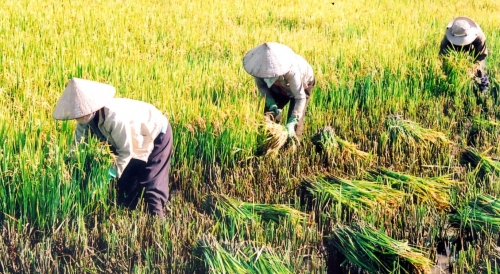 Hơn 34ha đất lúa chuyển đổi sang phi nông nghiệp