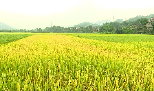 Chuyển mục đích sử dụng đất tại An Giang, Bình Thuận