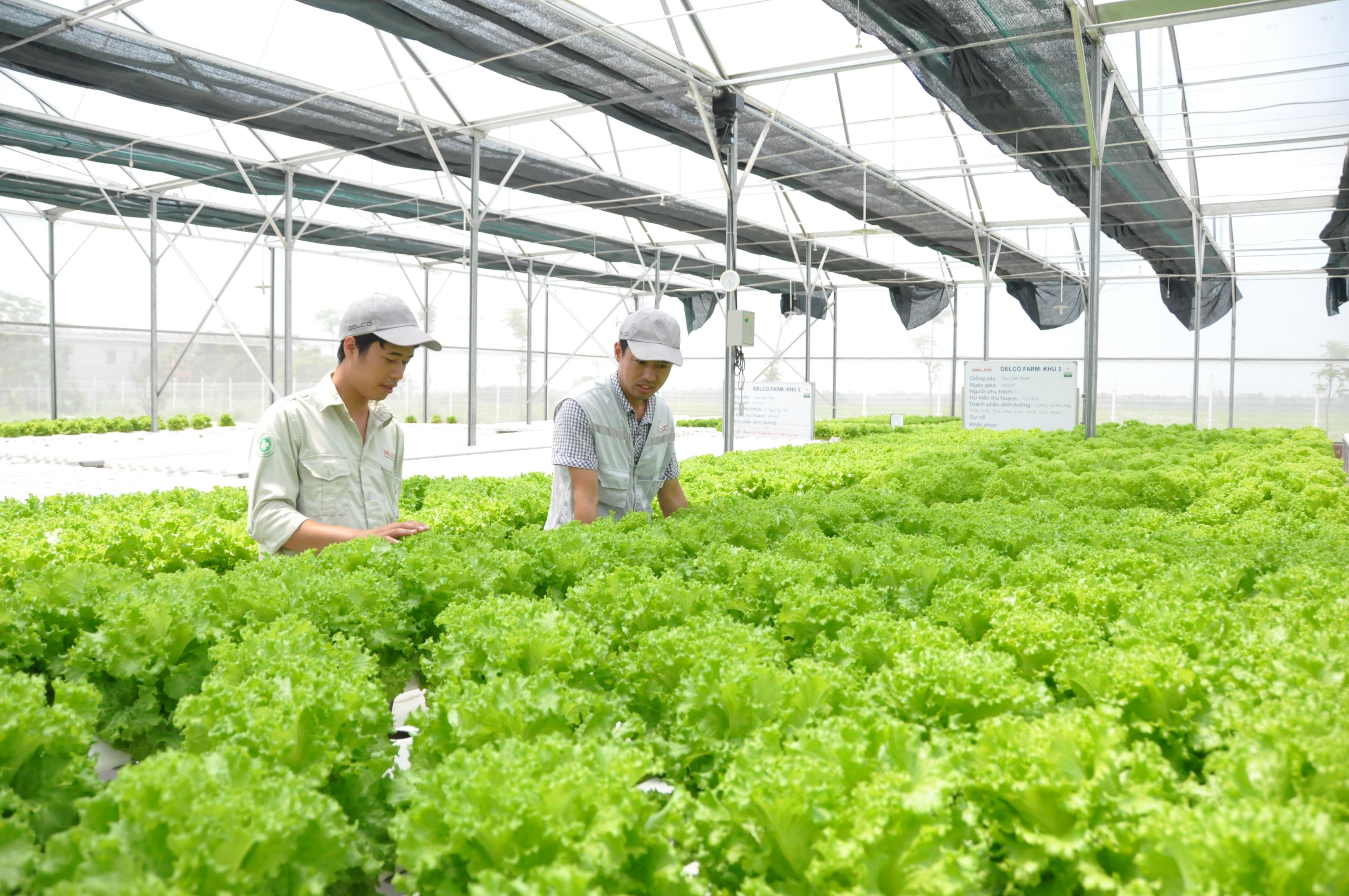 Hà Nội: Tái cơ cấu ngành nông nghiệp theo hướng nâng cao giá trị