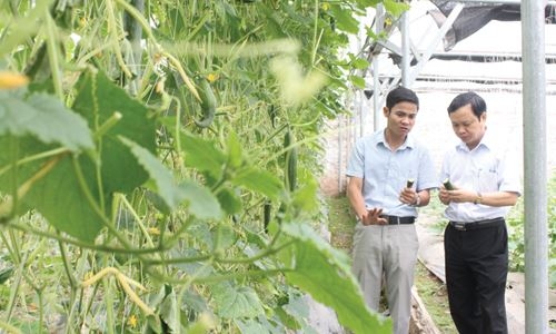 Hà Nội: Nhiều mô hình sản xuất nông nghiệp nông thôn phát triển hiệu quả