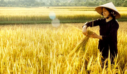 BIDV đã cho vay trên 1.600 tỷ đồng thu mua lúa gạo