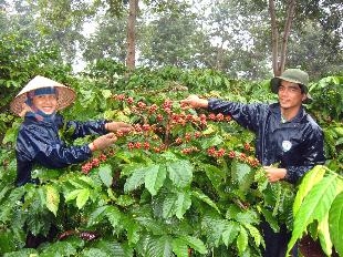 Hơn 3.000 tỷ đồng tín dụng cho tái canh cà phê tại Lâm Đồng