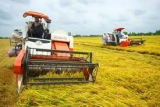Agribank dư nợ cho vay “tam nông” tăng 4,2%
