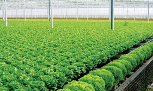Sản phẩm nông nghiệp công nghệ cao: Gian nan chinh phục thị trường