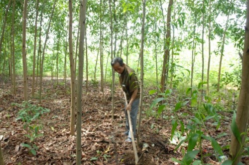 Cho vay trồng rừng sản xuất tối đa là 15 triệu đồng/ha