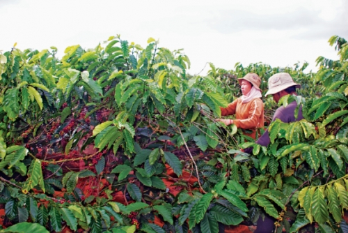 Người trồng cà phê đối mặt với thách thức