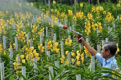 TP. HCM: Hỗ trợ lãi vay chuyển dịch cơ cấu nông nghiệp đô thị