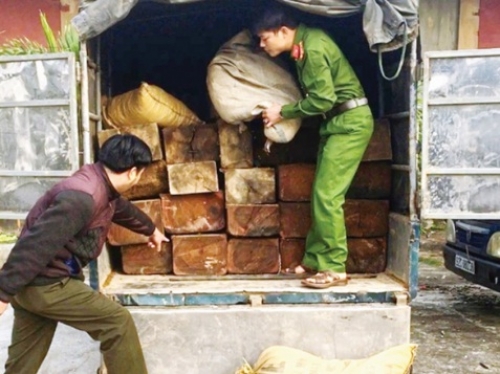 Liều lĩnh vận chuyển gỗ trái phép