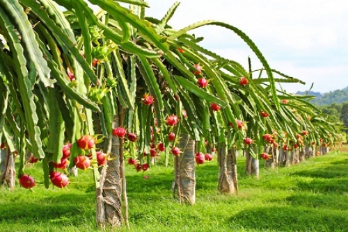 FLC Biscom được chấp thuận đầu tư nông nghiệp công nghệ cao tại Quảng Trị