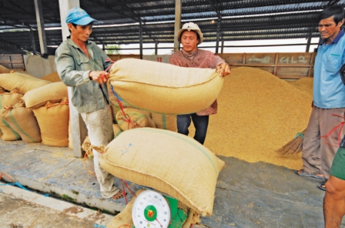 Ưu đãi lãi suất cho vay thu mua lúa gạo