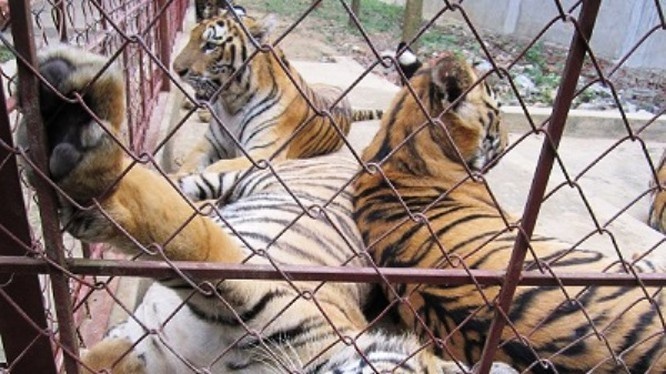 Xử lý nghiêm việc buôn bán động vật hoang dã