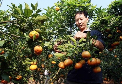 Tín dụng chính sách góp phần giảm nghèo bền vững ở Hưng Yên