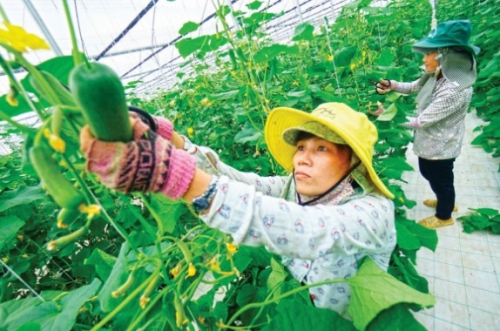 Rào cản xuất khẩu nông sản Việt