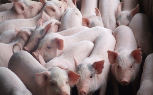 Ngân hàng sẵn sàng ứng phó với dịch bệnh trên lợn
