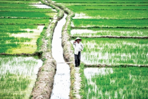 Ngành lúa gạo Việt Nam đứng trước giờ G