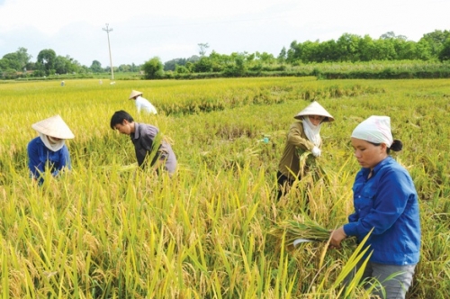 Tìm lời giải cho xuất khẩu gạo Việt Nam