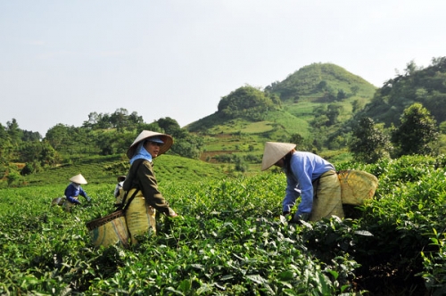 Nâng chất lượng chè xuất khẩu