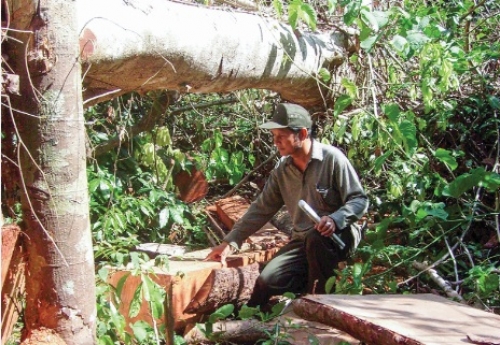 Nhức nhối phá rừng ở Quảng Nam