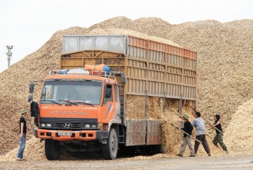 Chế biến, xuất khẩu dăm gỗ: Cần cái nhìn khách quan