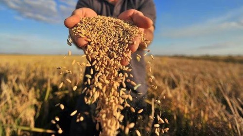 Sản lượng thóc gạo châu Á sụt giảm