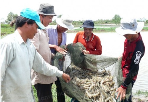 EU hỗ trợ phát triển chuỗi giá trị sản xuất tôm bền vững tại Việt Nam