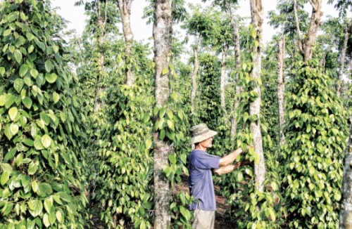 Nâng tầm cho nông sản Việt