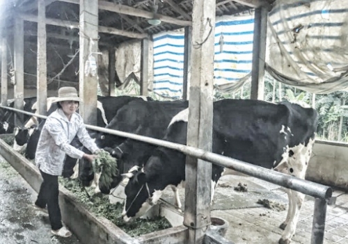 Hướng nghề nuôi bò sữa đến dịch vụ du lịch