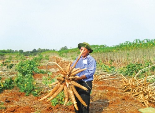 Khi cây sắn lên ngôi