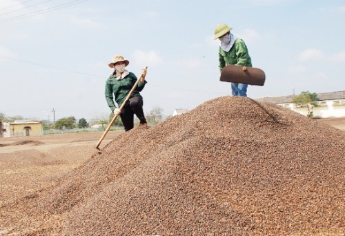 Tín hiệu vui cho cà phê Việt Nam