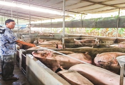 Agribank Đồng Nai: Đồng hành cùng người chăn nuôi vượt khó