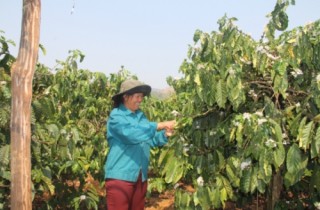Nông nghiệp cần chính sách phát triển chiều sâu