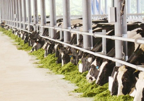 EU liệu có giúp cải thiện thị trường sữa?