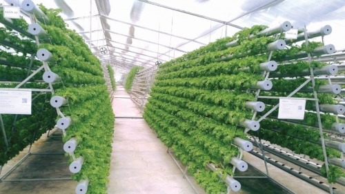Ngành Ngân hàng Hà Nam: Khơi thông dòng vốn vào nông nghiệp công nghệ cao