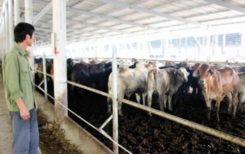 Thị trường thịt bò và lợi thế của hàng ngoại