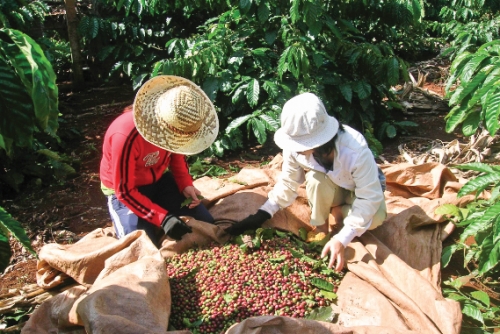 Cà phê Việt và mục tiêu 6 tỷ USD