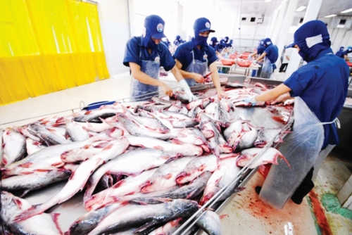 Xuất khẩu cá tra sang Trung Quốc: Cần hướng đến chính ngạch