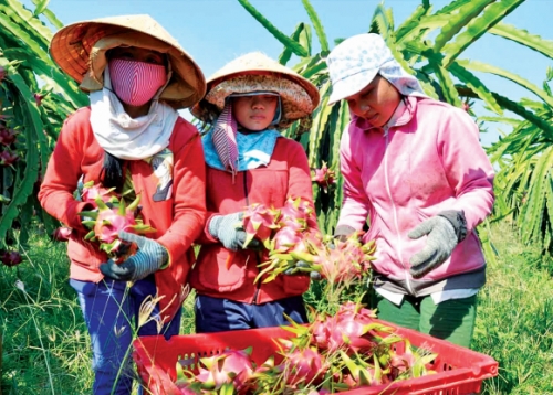 Xuất khẩu nông sản: Tìm hướng đột phá ở thị trường Trung Quốc