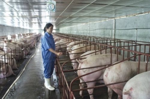 Ngành chăn nuôi lợn: Cần sản xuất theo tín hiệu thị trường