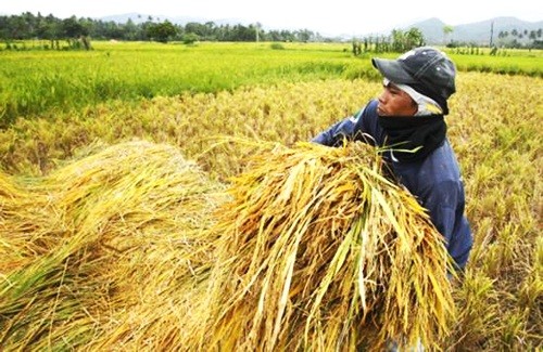 Ngành nông nghiệp “oằn mình” ứng phó với El Nino